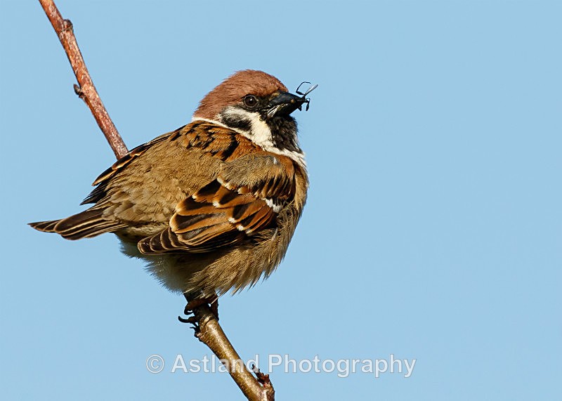 Astland Photography, Bird and Wildlife Images, Susan and Peter Wilson, U.K.