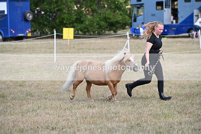 WJ6_6892 - Class 21 Shetland & Mini Horses