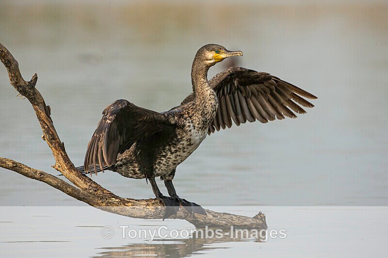 Pygmy Cormorant - Pygmy Cormorant Hide