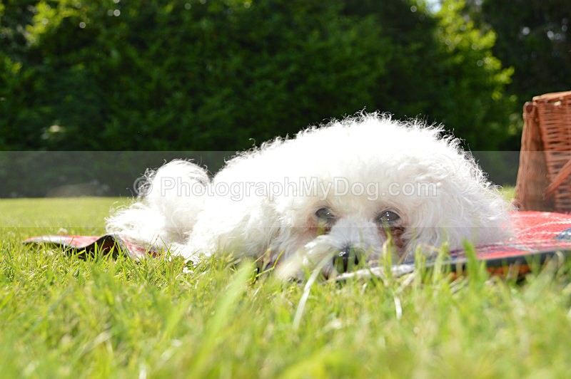  - Bichon Frises