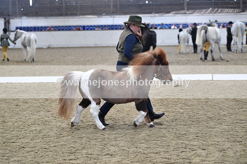 WJ5_4883 - Class 7 In hand coloured / odd coloured