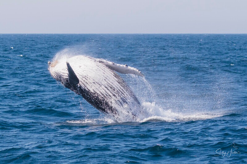 0A3A0439 - 2024 Whale Photos