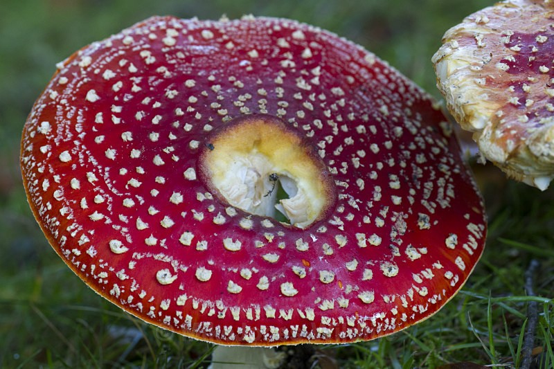 ' Fly agaric ' Amanita muscaria, Tatton Park, Cheshire - FUNGI (MUSHROOM) IMAGES