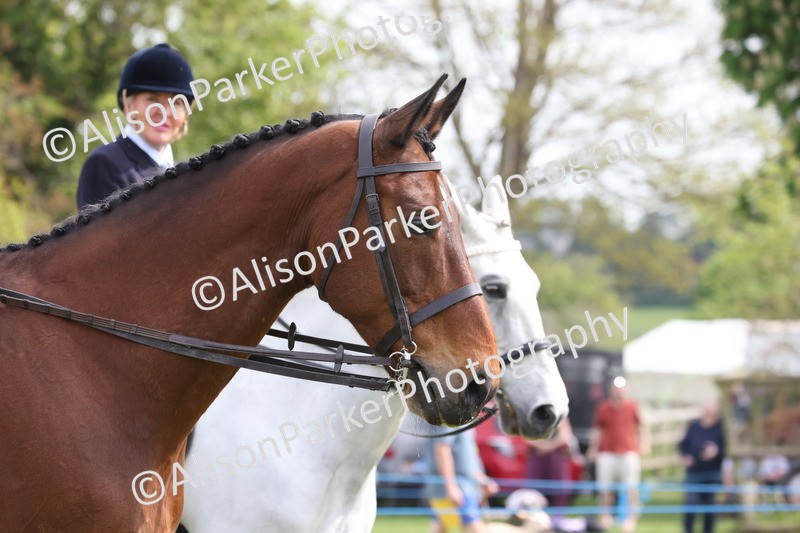 20260426-4423 - Class 34 - Best Riding Horse Over 14.2hh