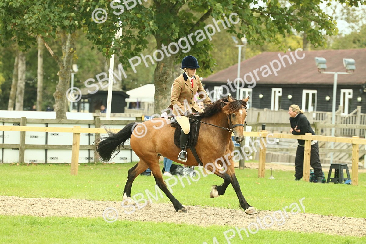 SBM_72142 - S60 - Mountain & Moorland Ridden Large Breeds