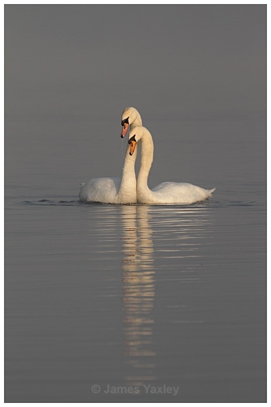 2 Mute Swan Courtship - The British Wildlife Photography Awards 2009 to 2014