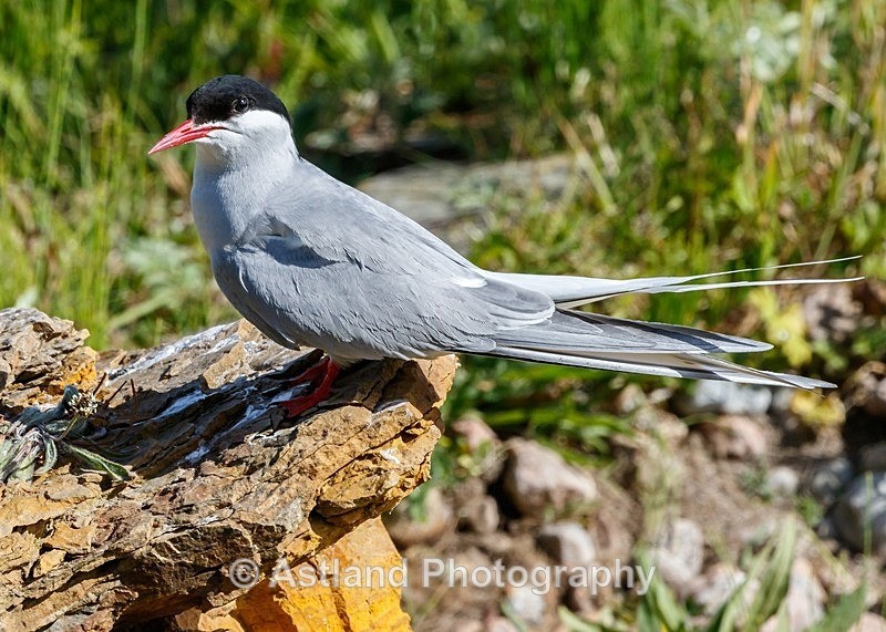 Astland Photography, Bird and Wildlife Images, Susan and Peter Wilson, U.K.