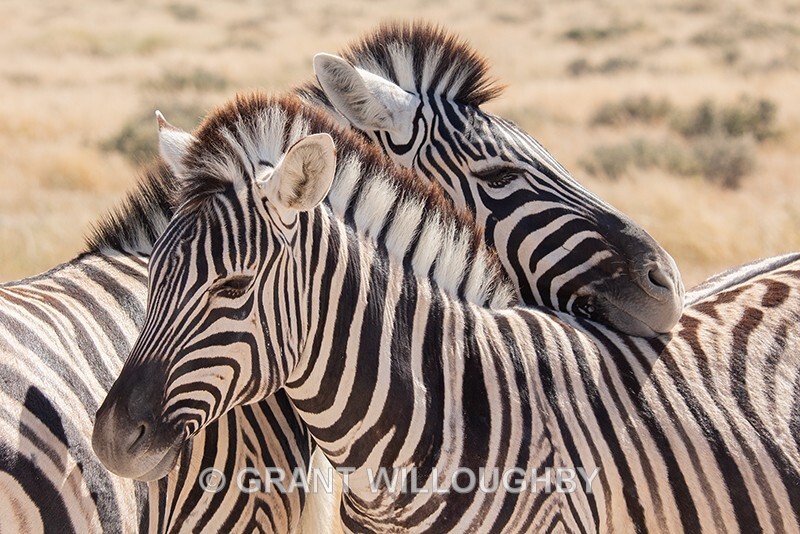 Rest a while - Namibia