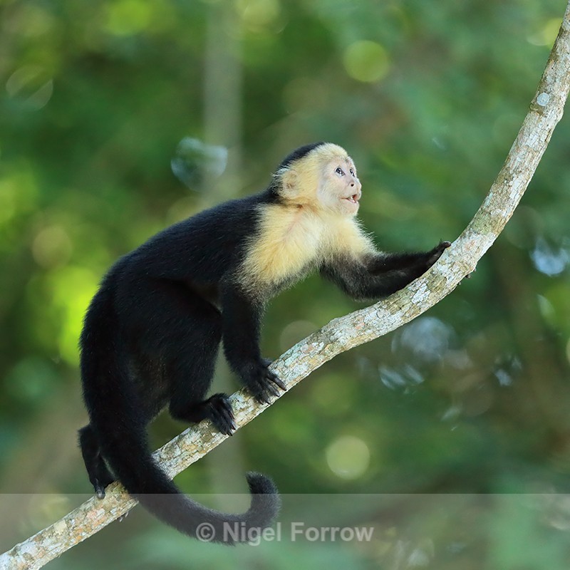 White-throated Capuchin climbing, Panama - Monkey