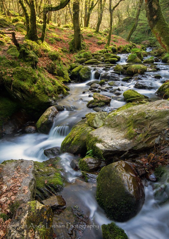 Above Dolgoch Falls - Celtic Wales