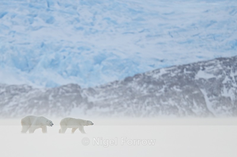 Male Polar Bear following female, Svalbard, Norway - Polar Bear