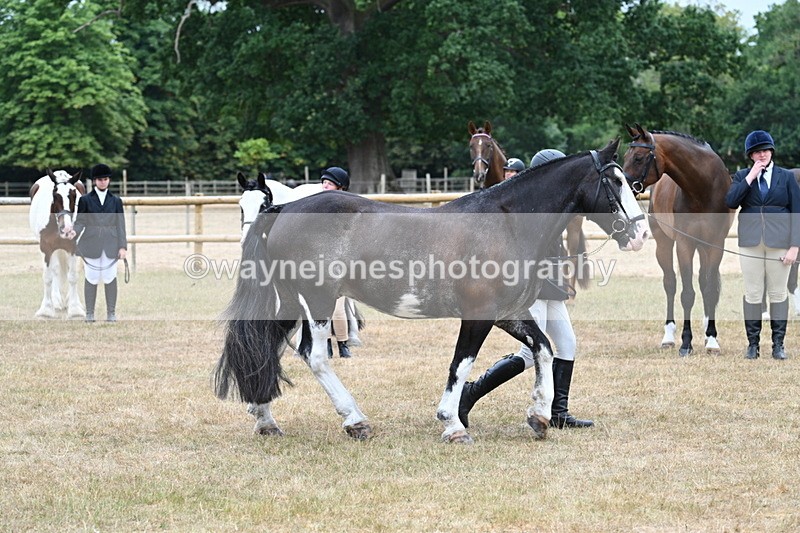 WJ7_9856 - Class 5a Most Handsome Gelding (above 14.2hh)