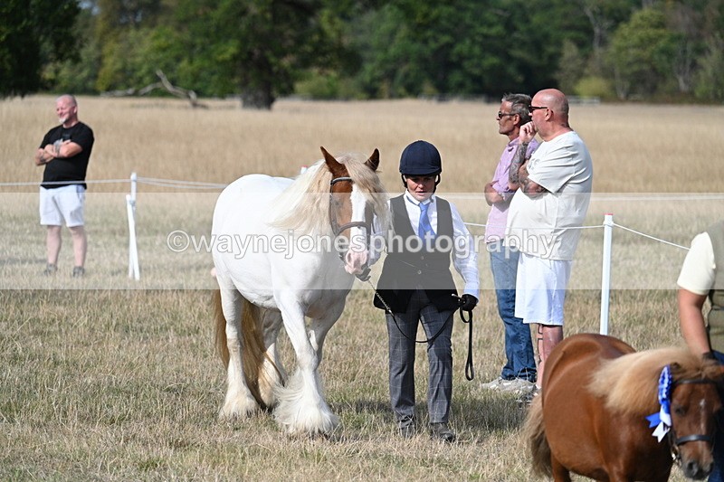 WJ7_8064 - In-hand Championship