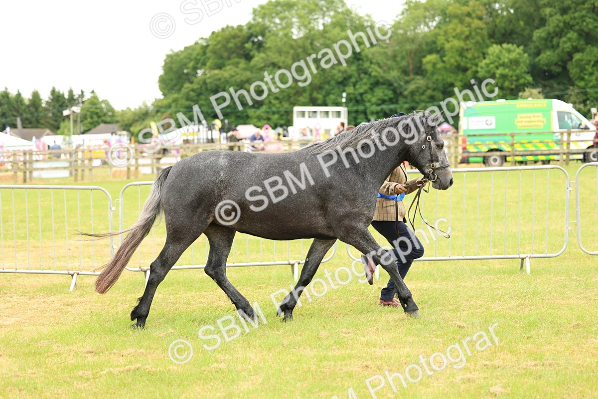 SBM_04279 - Class 64-67 - Shetland Pony In Hand
