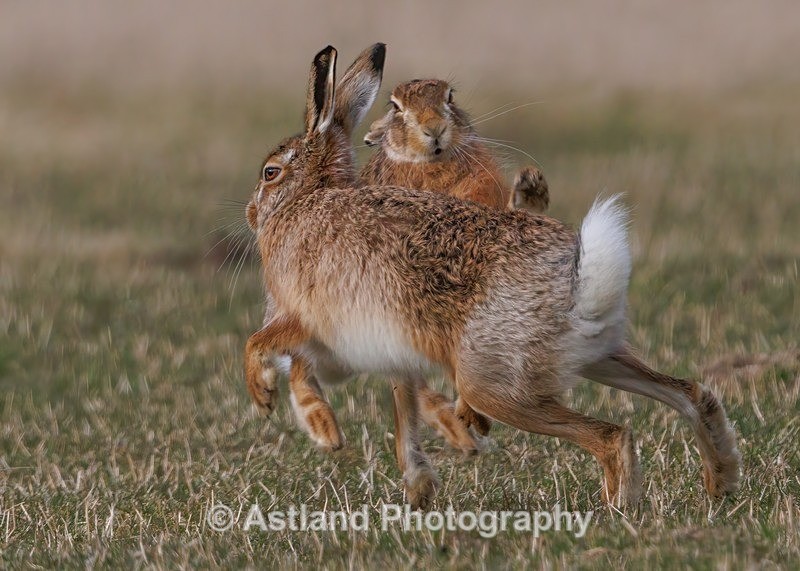 Brown Hare - Latest Images