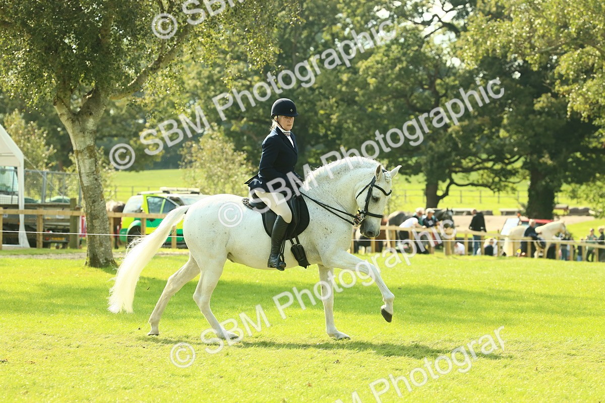 SBM_62399 - S62 - Foreign Breeds Ridden