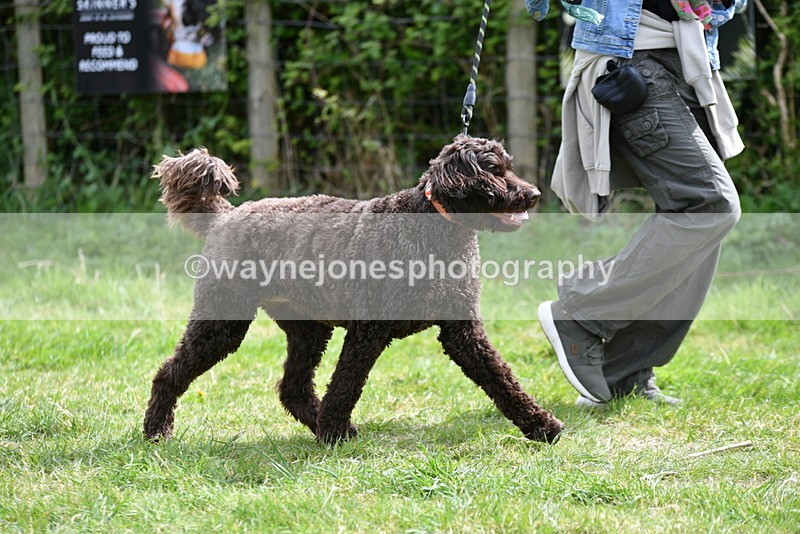 WJ5_9608 - Class 3 Most Handsome Dog