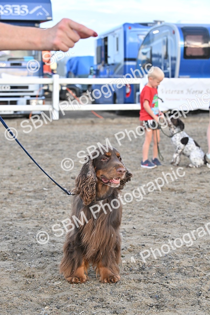 SBM_09602 - Lorry Dogs