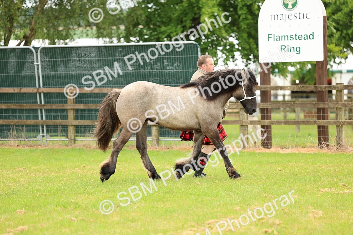 SBM_00418 - Class 58-67 - M&M Non Welsh Pony In hand