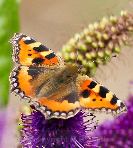 The Small Tortoiseshell Butterfly - BIRDS & INSECTS