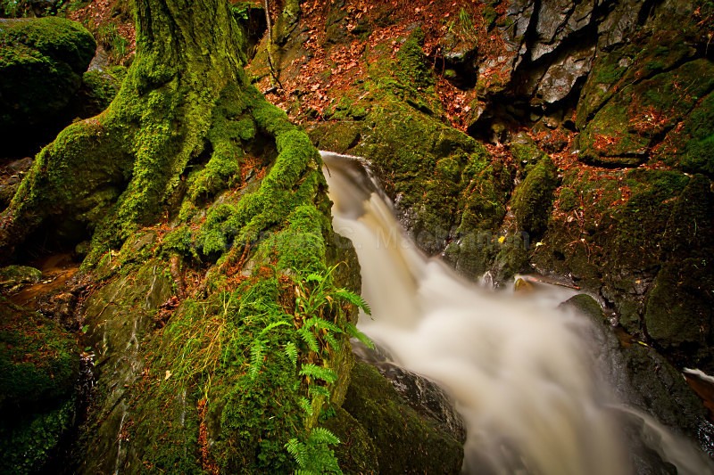 Moss, Roots and Water - Water