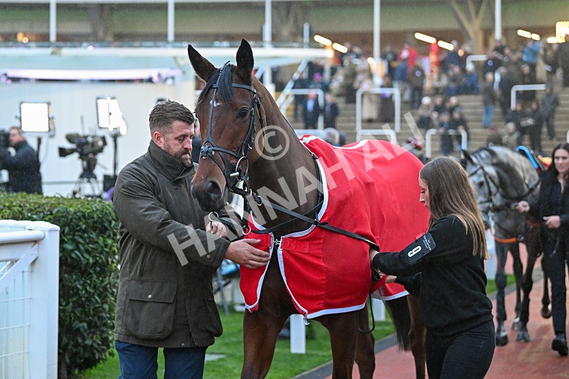 161124-Race 7-Paddock-Settle Down Jill-1815 - Race 7