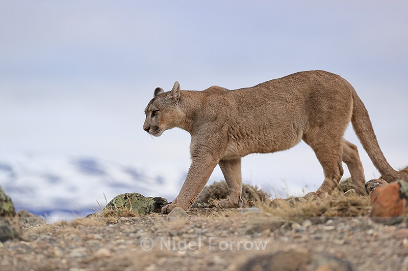Puma Petaca on the move late afternoon, Torres del Paine, Chile - Puma