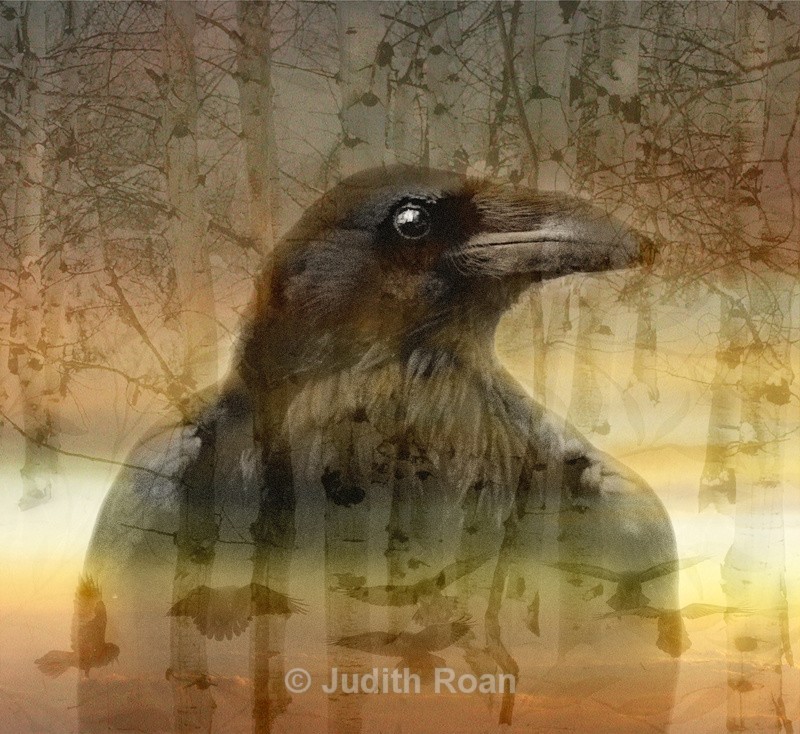 Raven and Aspen - Photo Montages