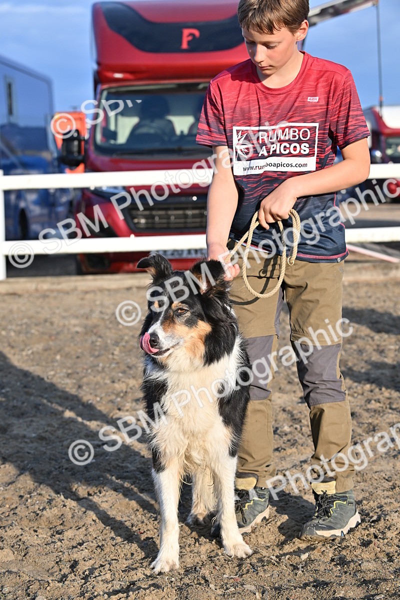 SBM_09481 - Lorry Dogs