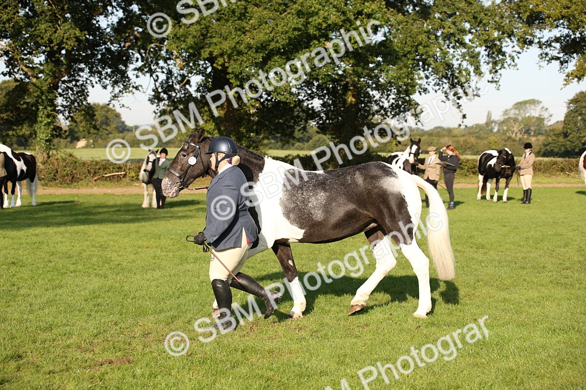 SBM_58732 - S51 - Piebald & Skewbald Horse In Hand