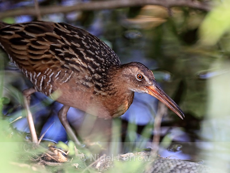 King Rail approaches dead fish, Viera Wetlands, Florida - King Rail
