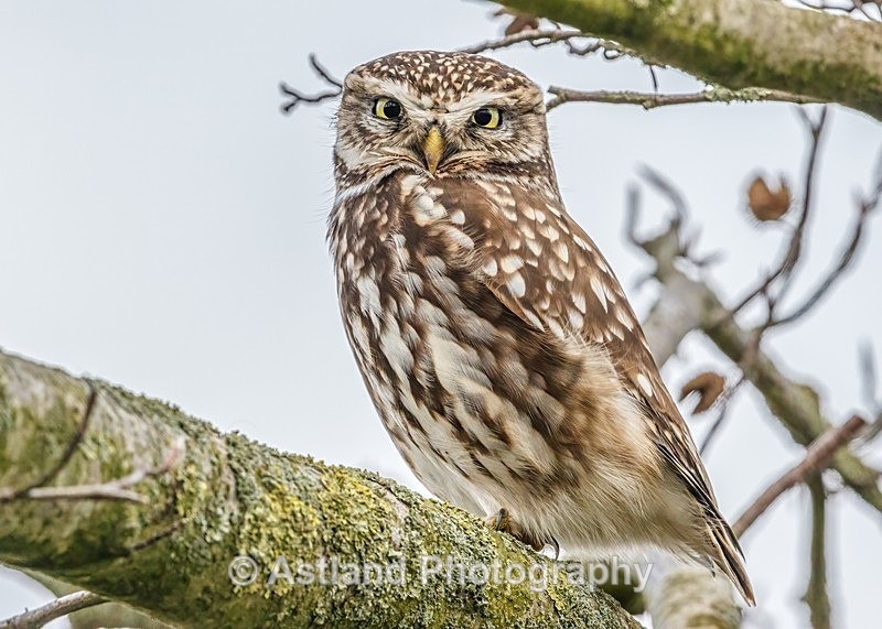 Astland Photography, Bird and Wildlife Images, Susan and Peter Wilson, U.K.