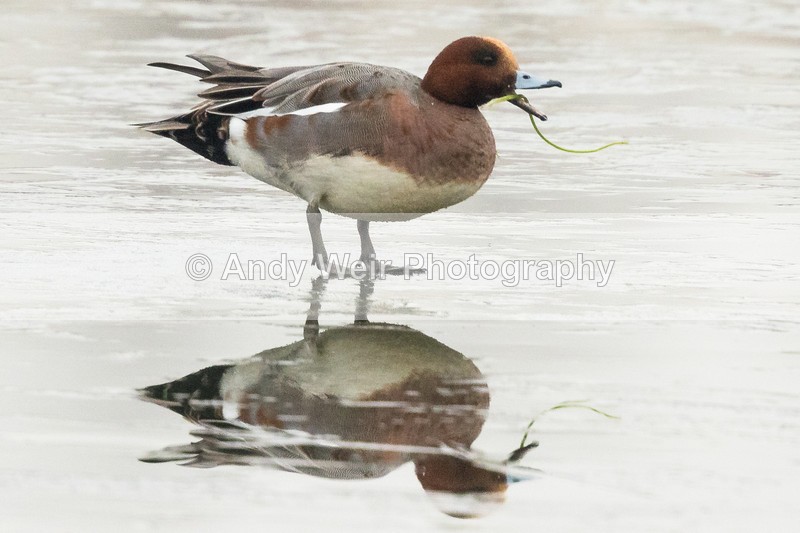 20161130-8E0A3261 - Waterfowl