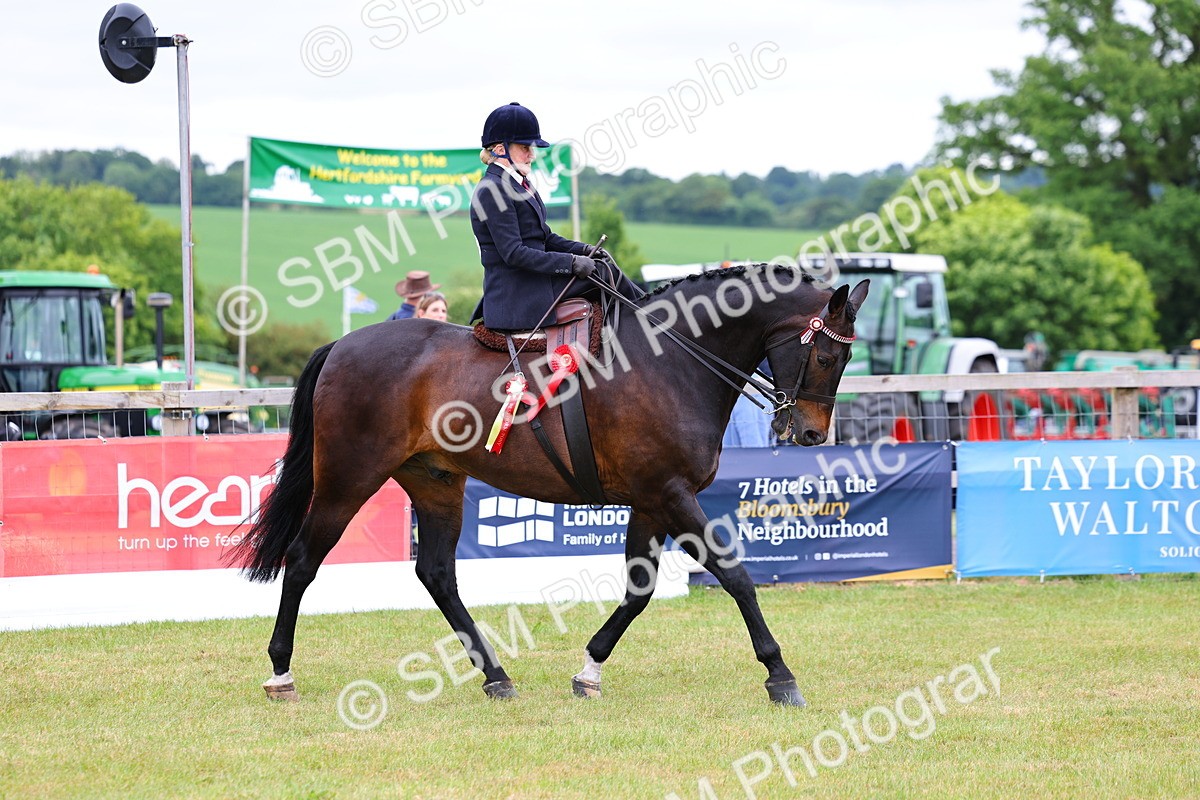 SBM_02864 - Class 9-11 Side Saddle including LIHS Rising Star Ladies Show Horse
