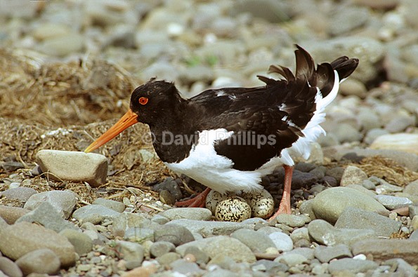 Oystercatcher (2) - Birds
