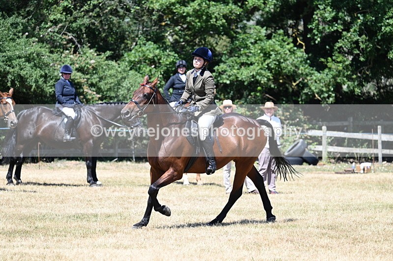 WJ7_3130 - Class 7 Riding Club Show Horse
