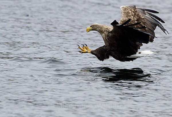White tailed eagle, Loch na keal, Isle of Mull, Scotland - FAVOURITES WILDLIFE GALLERY. Selected images from the wildlife collections.