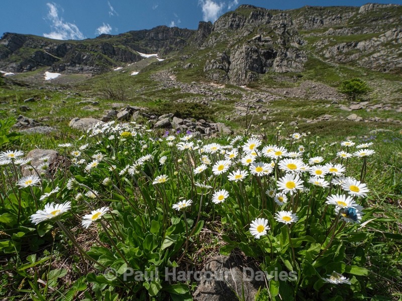 Common daisy, (Bellis perennis) - Plants in the Landscape