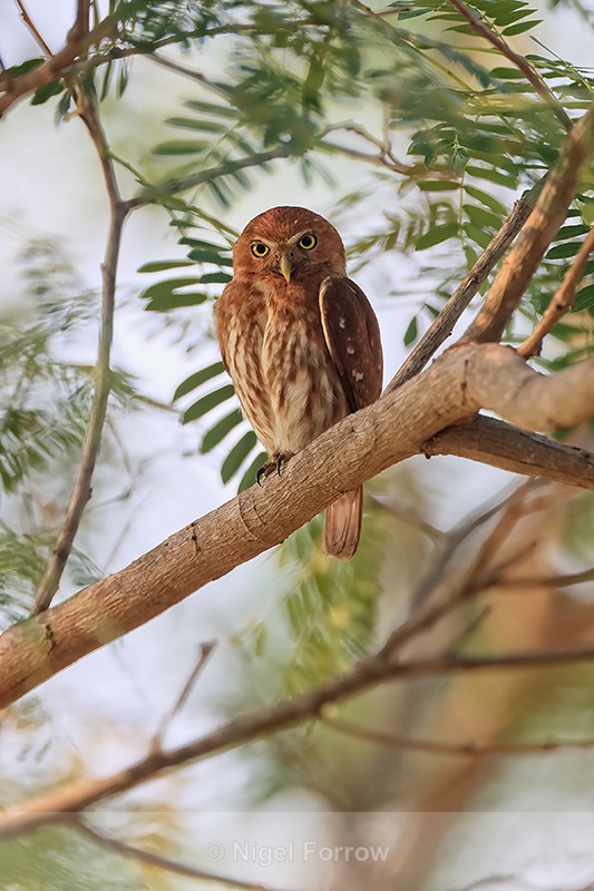 Ferruginous Pygmy-Owl, Pantanal, Brazil - Ferruginous Pygmy-Owl