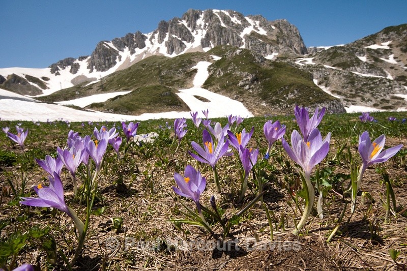  - Plants: wide-angle