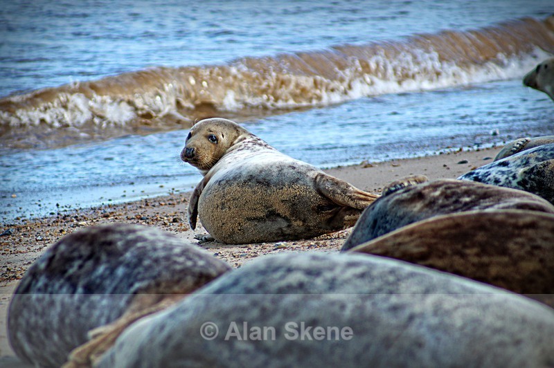 DSC02923 - Fauna
