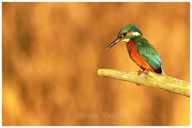 Kingfisher 5 - River Scrape & Lake
