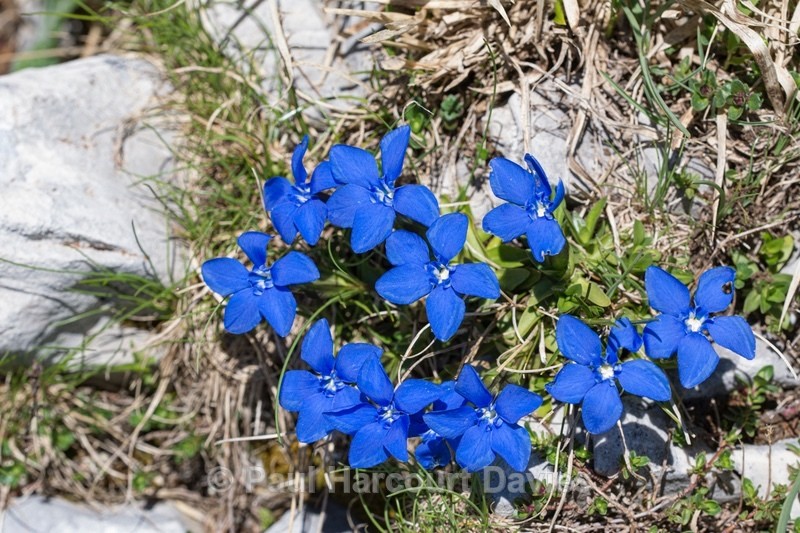 Spring Gentian (Gentiana verna) - Wild Flowers - 1