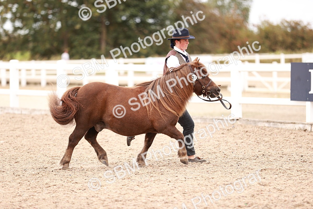 SBM_16914 - Class 415 - Horse-Pony Judge would most like to take home