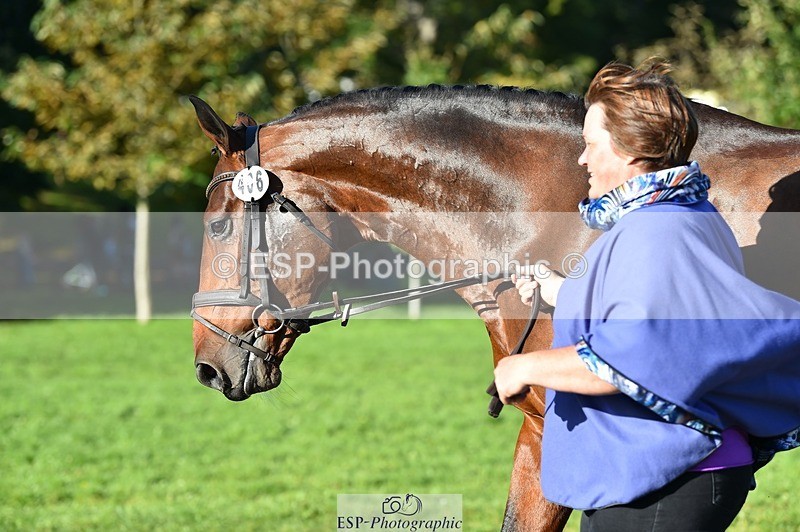 231022-105630-23608 - 406-BALLYCREEN.MILADY-Georgina.Brown-TrotUp+SJ