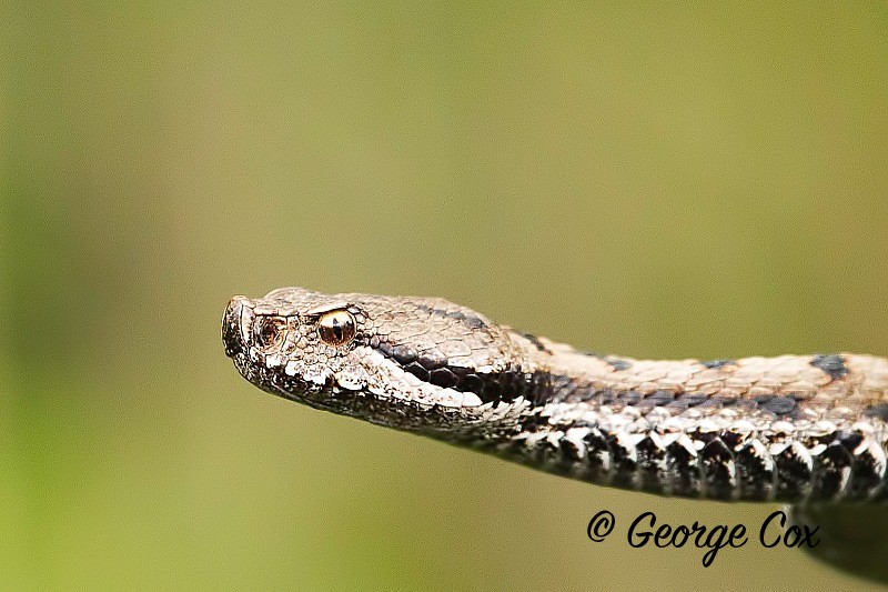 Aspic Viper - Vercors Landscapes