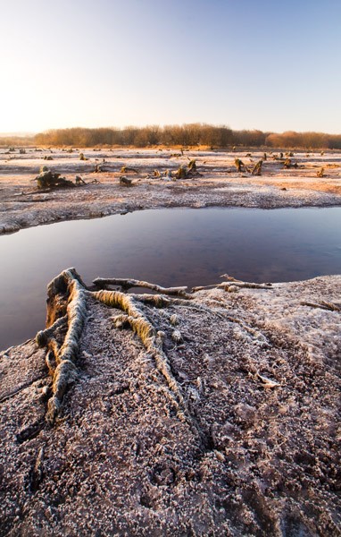 ice & frost winter scene, the gearagh, macroom, co. cork, ireland.