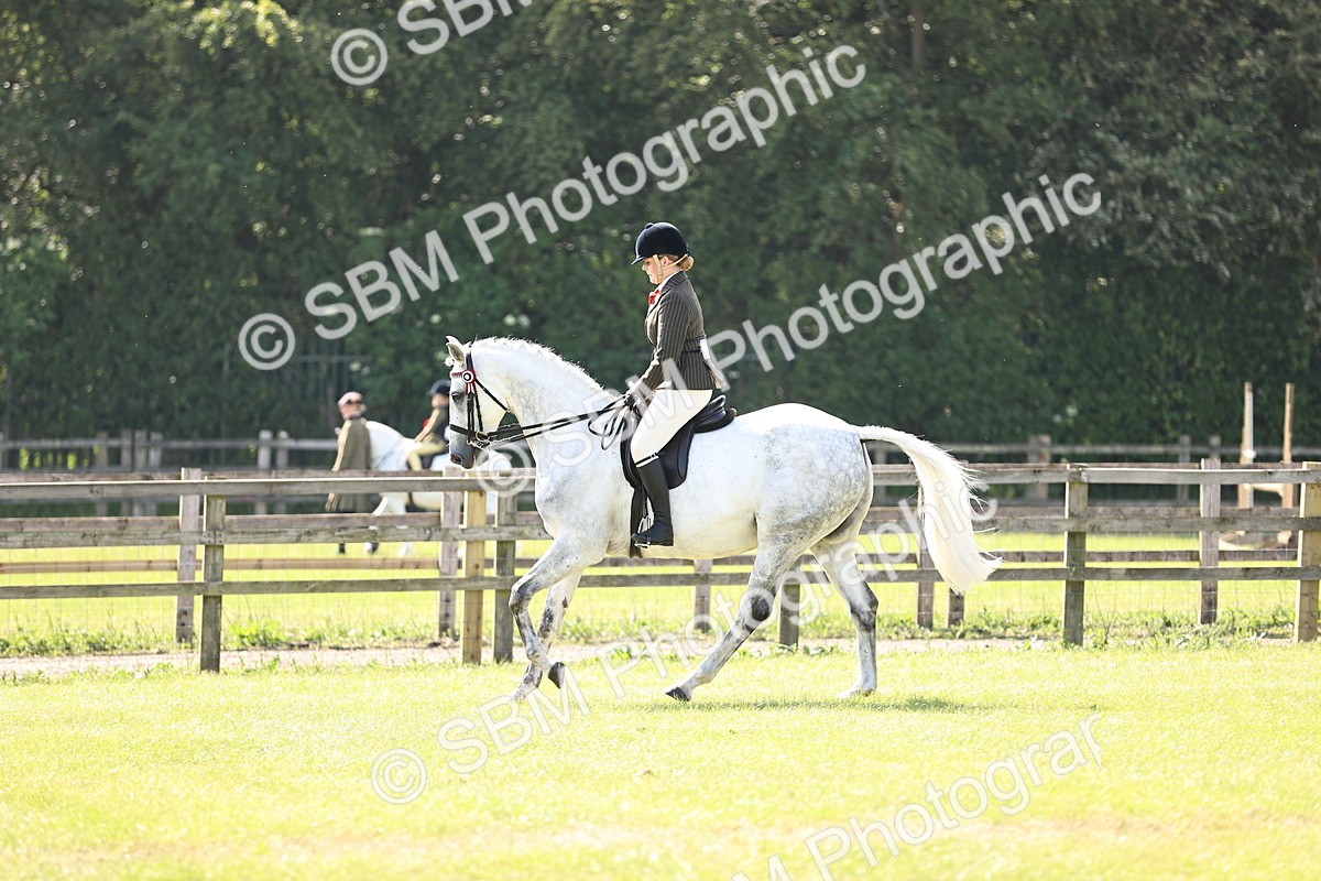 SBM_12920 - Class 75-76 LIHS BSHA Rising Star Hack Riding Horse