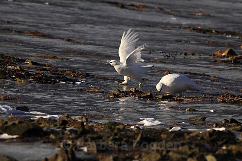 Famous grouse on ice 1155 - Wildlife