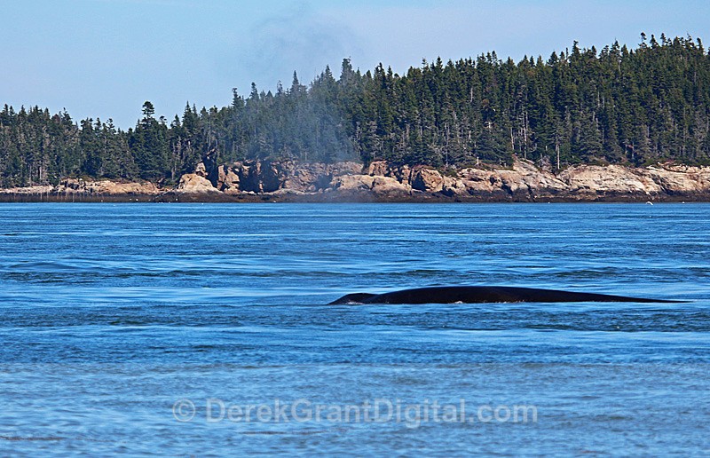 Whale Blow #1 - Whales / Sea Mammals